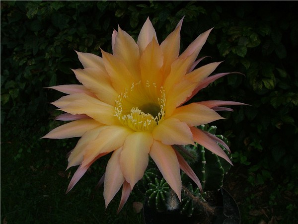 Echinopsis Hybride BEX 102 'Mt. St. Helens' Bild 02 (links aufbrechend)