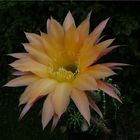 Echinopsis Hybride BEX 102 'Mt. St. Helens' Bild 02 (links aufbrechend)