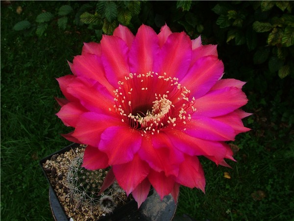 Echinopsis Hybride 'BEX 118'