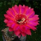 Echinopsis Hybride 'BEX 118'