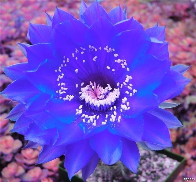 Echinopsis Hybride 'BEX 222'