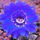 Echinopsis Hybride 'BEX 222'