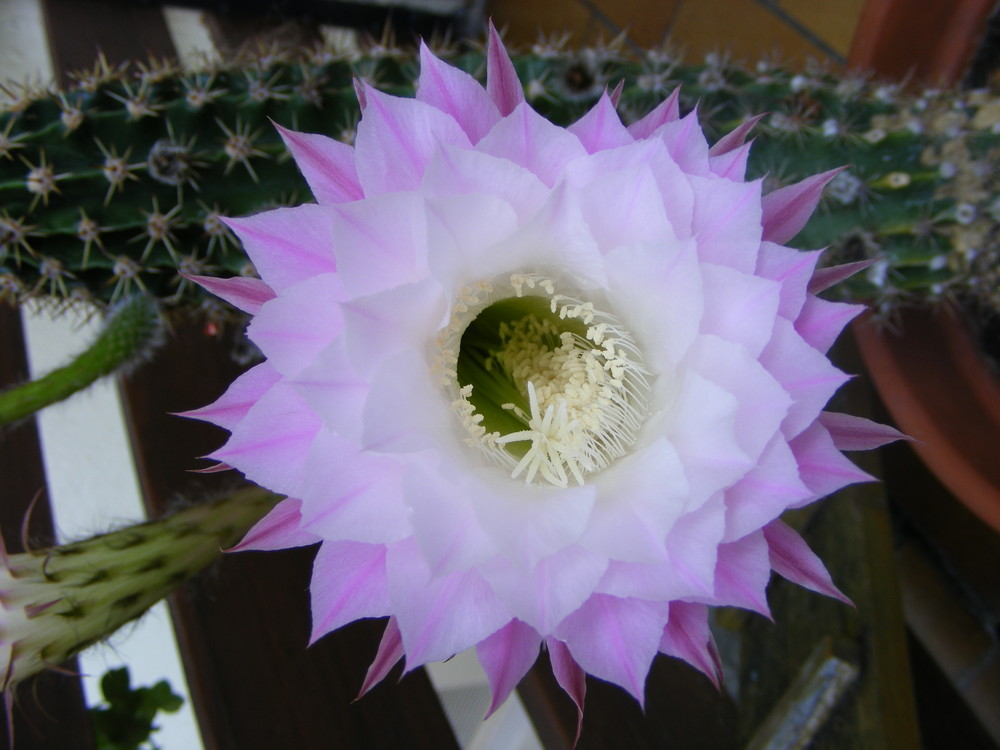 Echinopsis Hybride