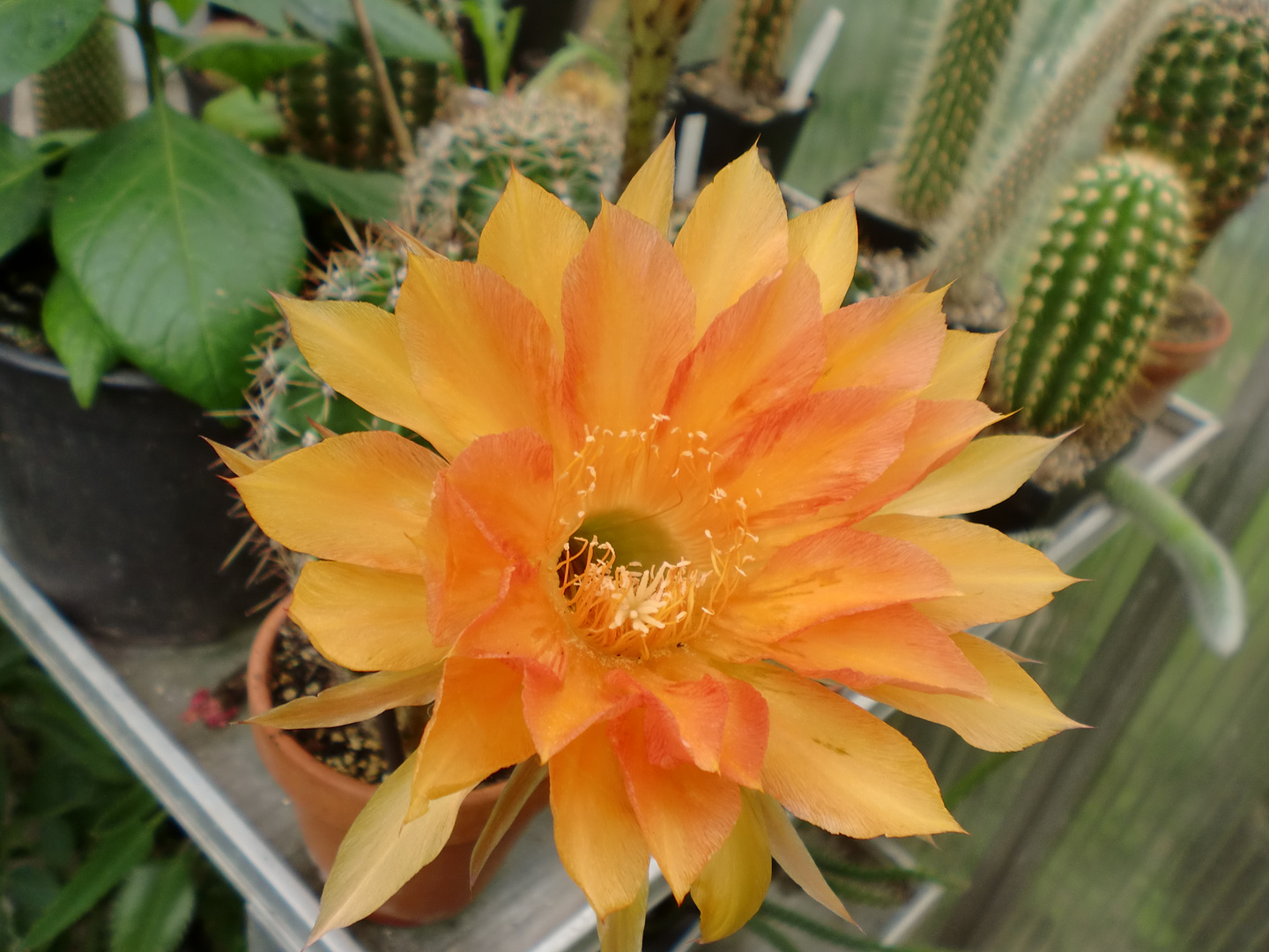 echinopsis hybride impulse