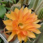 echinopsis hybride impulse