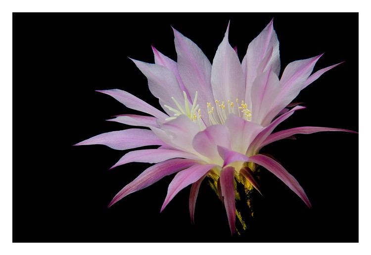 Echinopsis II