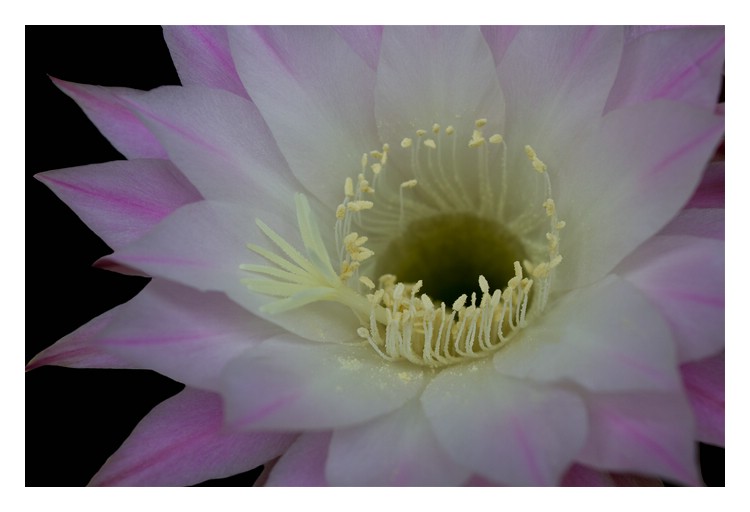 Echinopsis III