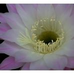 Echinopsis III