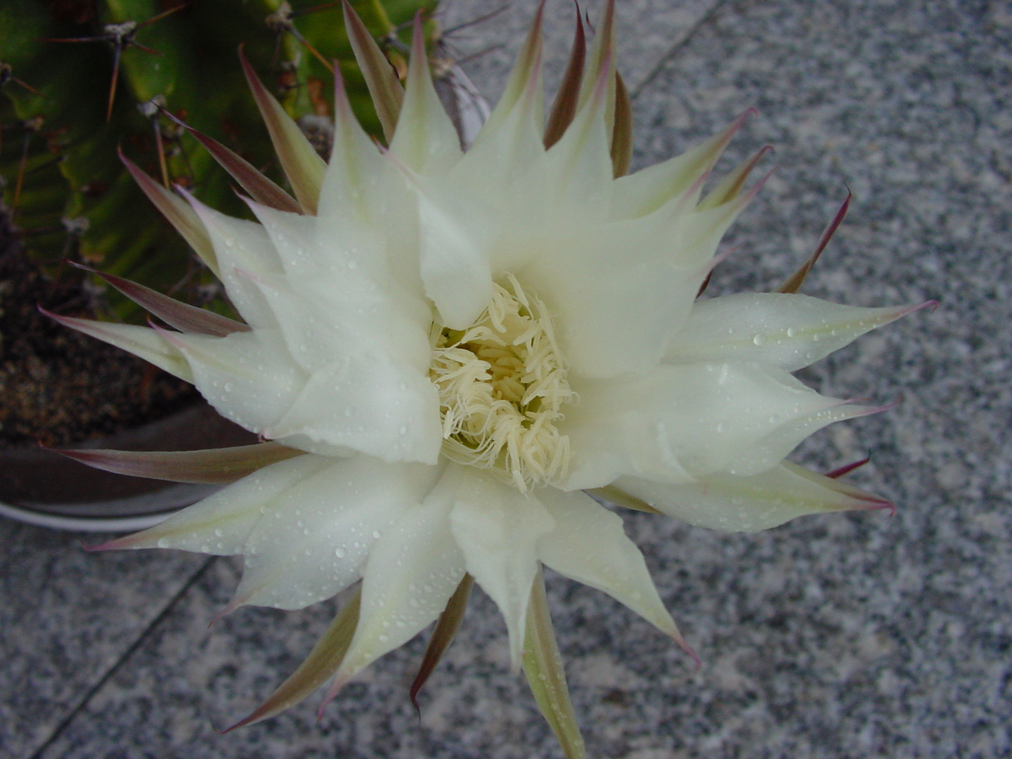 Echinopsis im November