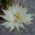 Echinopsis im November