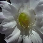 Echinopsis im Sommer