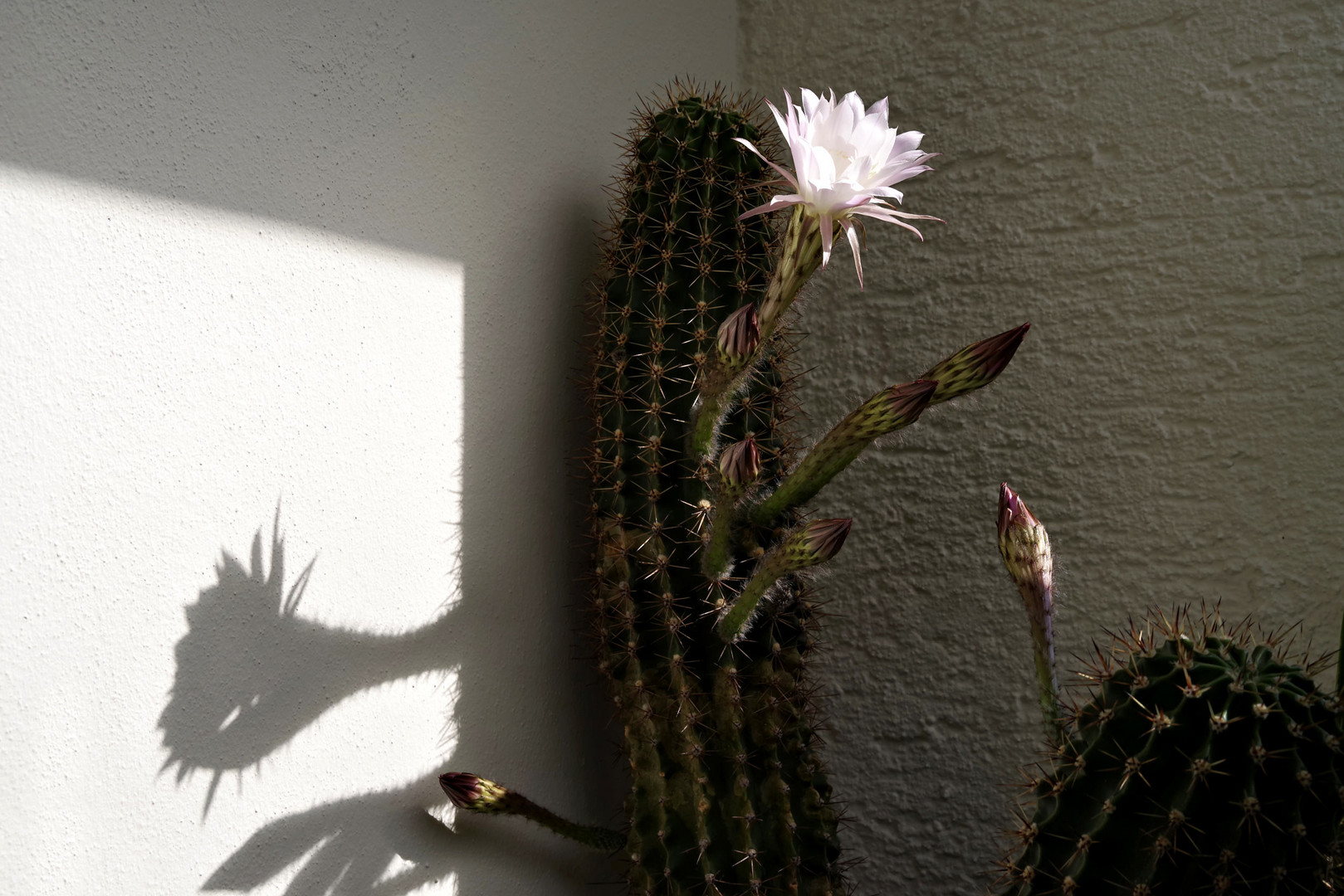 Echinopsis - Kaktus