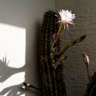 Echinopsis - Kaktus