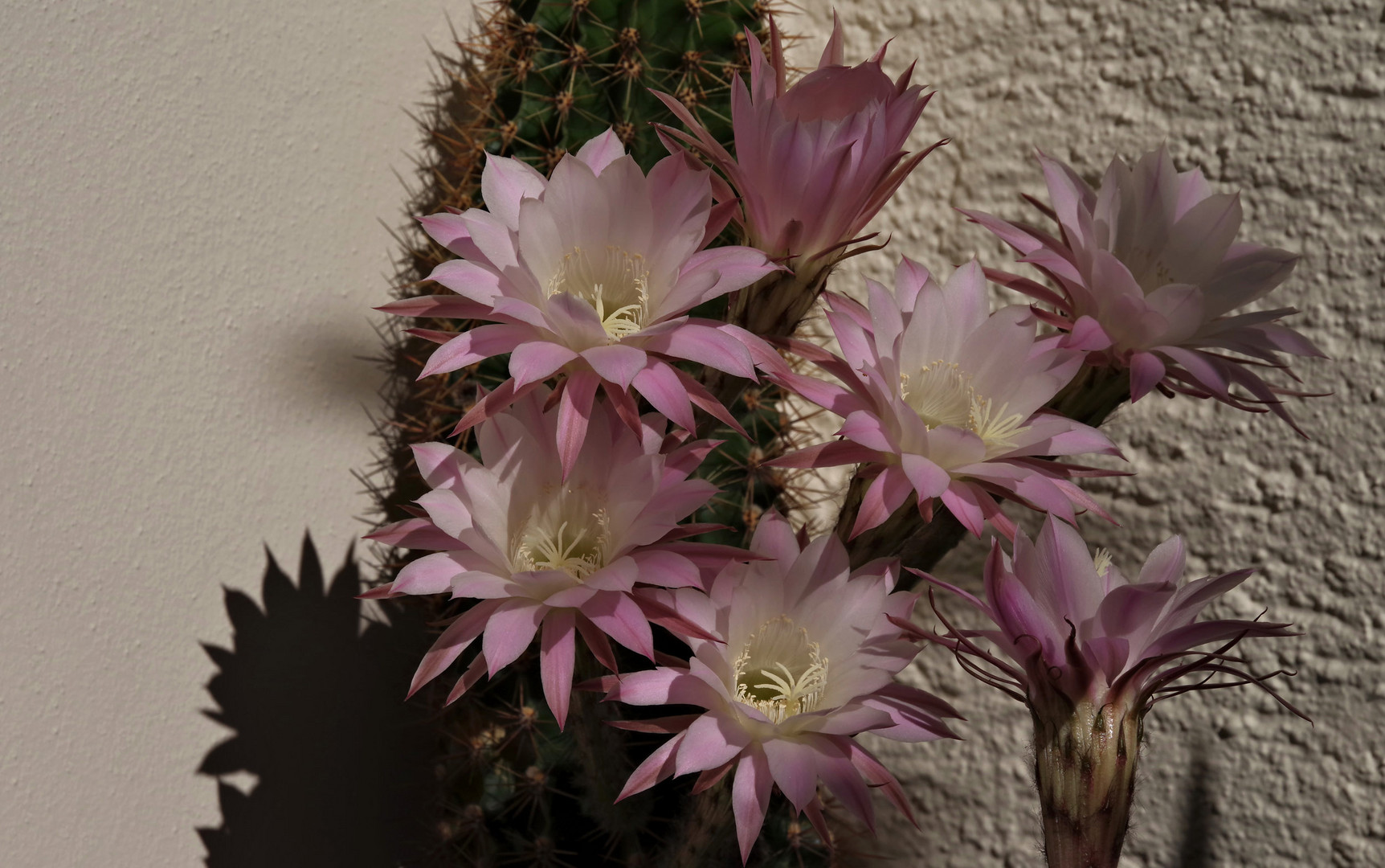 Echinopsis - Kaktus