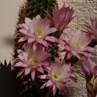 Echinopsis - Kaktus