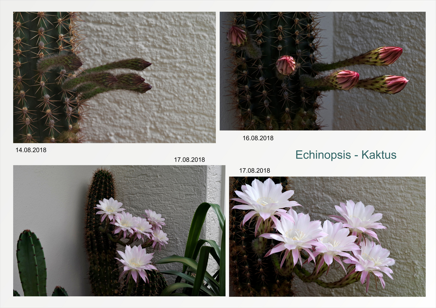 Echinopsis - Kaktus