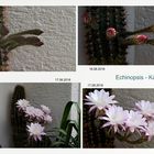 Echinopsis - Kaktus