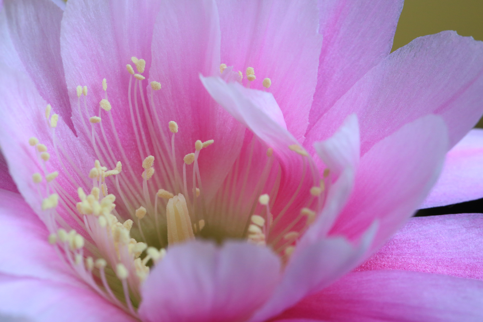 Echinopsis (Lobivia) Blüte 2