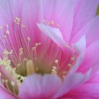 Echinopsis (Lobivia) Blüte 2