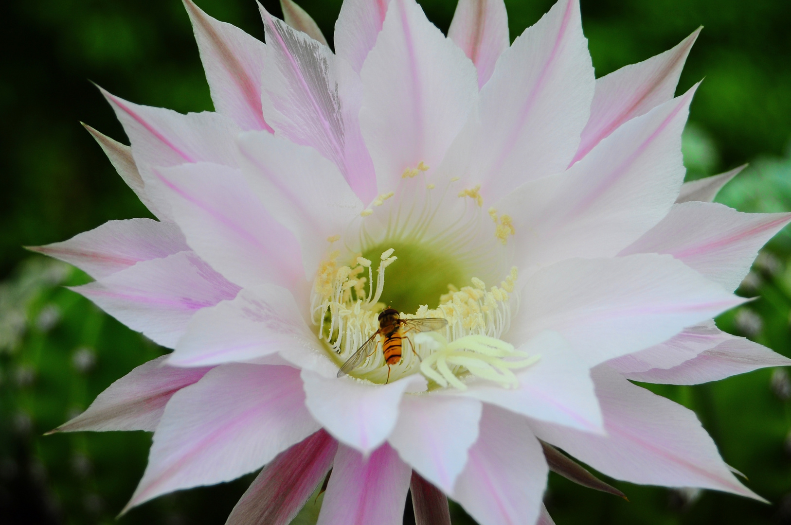 Echinopsis mit Schwebfliege