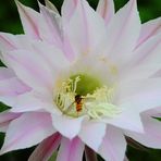 Echinopsis mit Schwebfliege