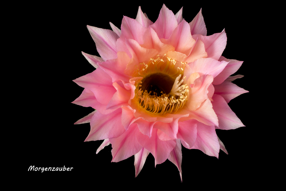 Echinopsis "Morgenzauber"