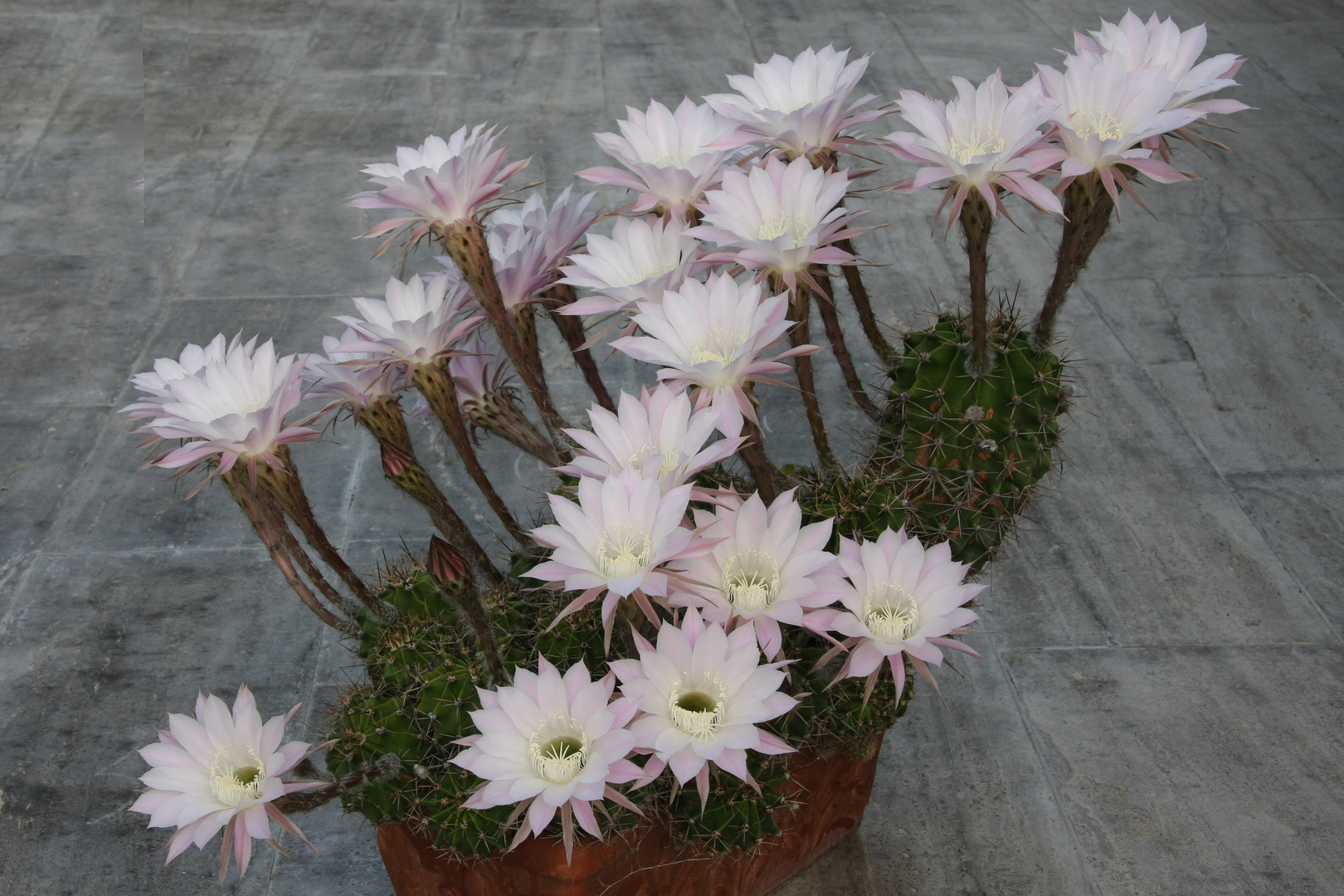 Echinopsis oxigona