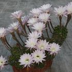 Echinopsis oxigona