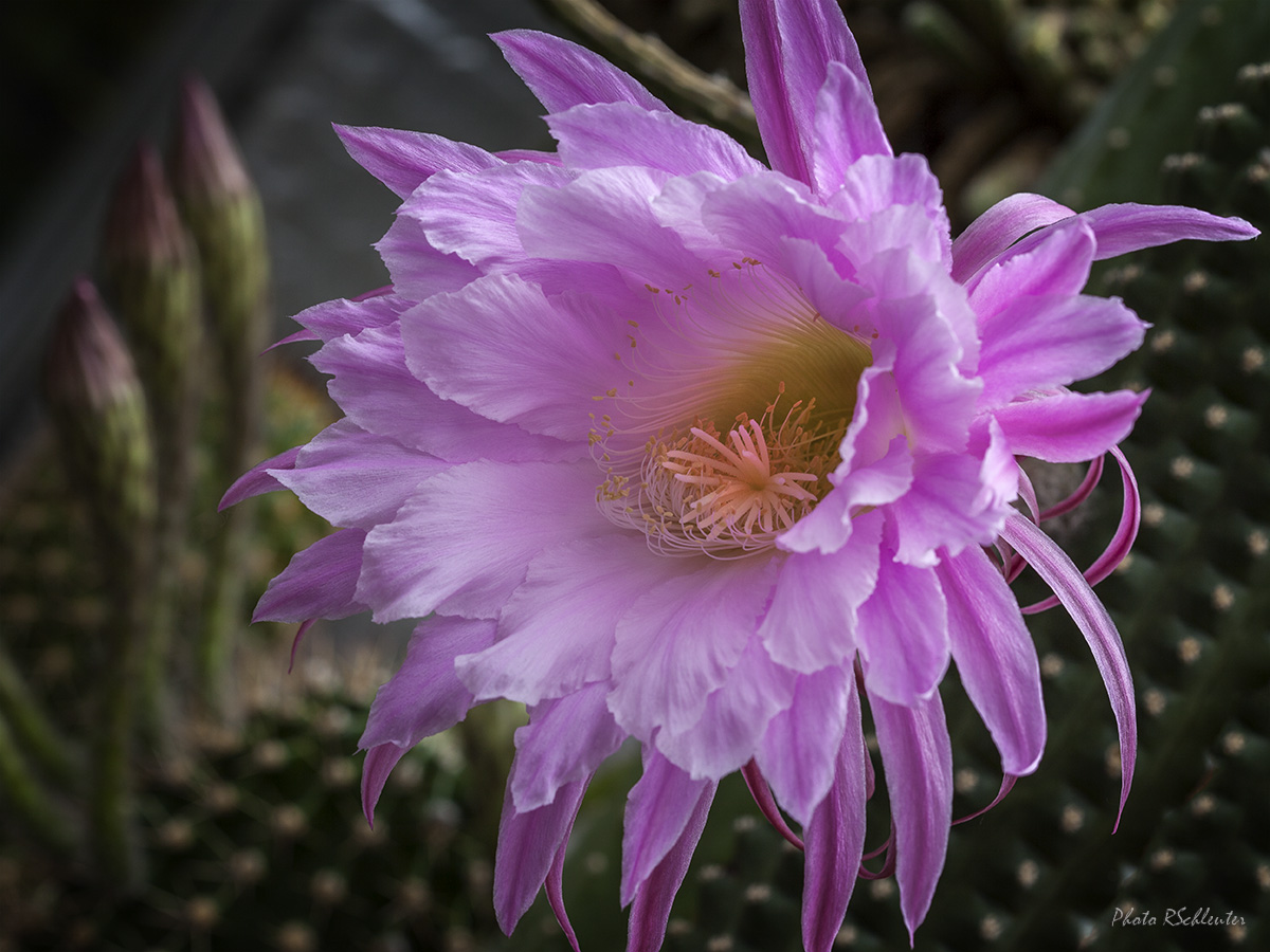  Echinopsis Oxygona