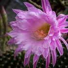  Echinopsis Oxygona