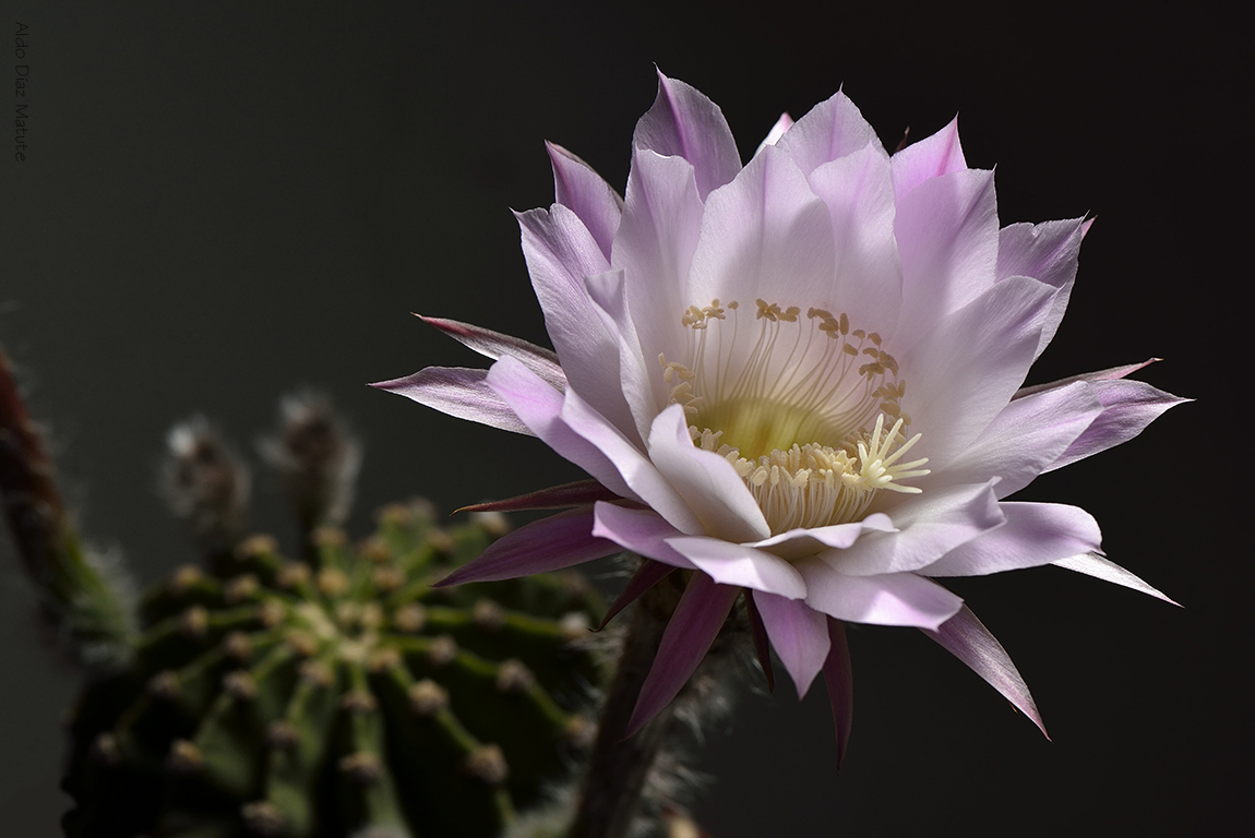 Echinopsis oxygona