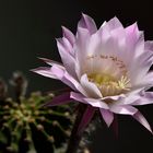 Echinopsis oxygona