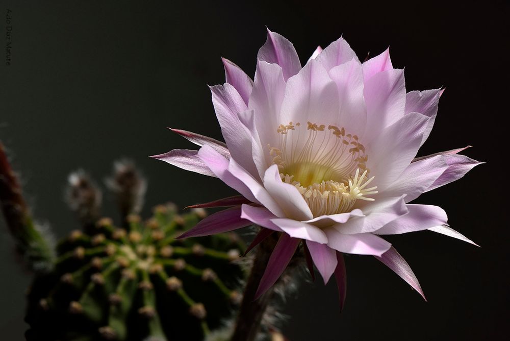 Echinopsis oxygona