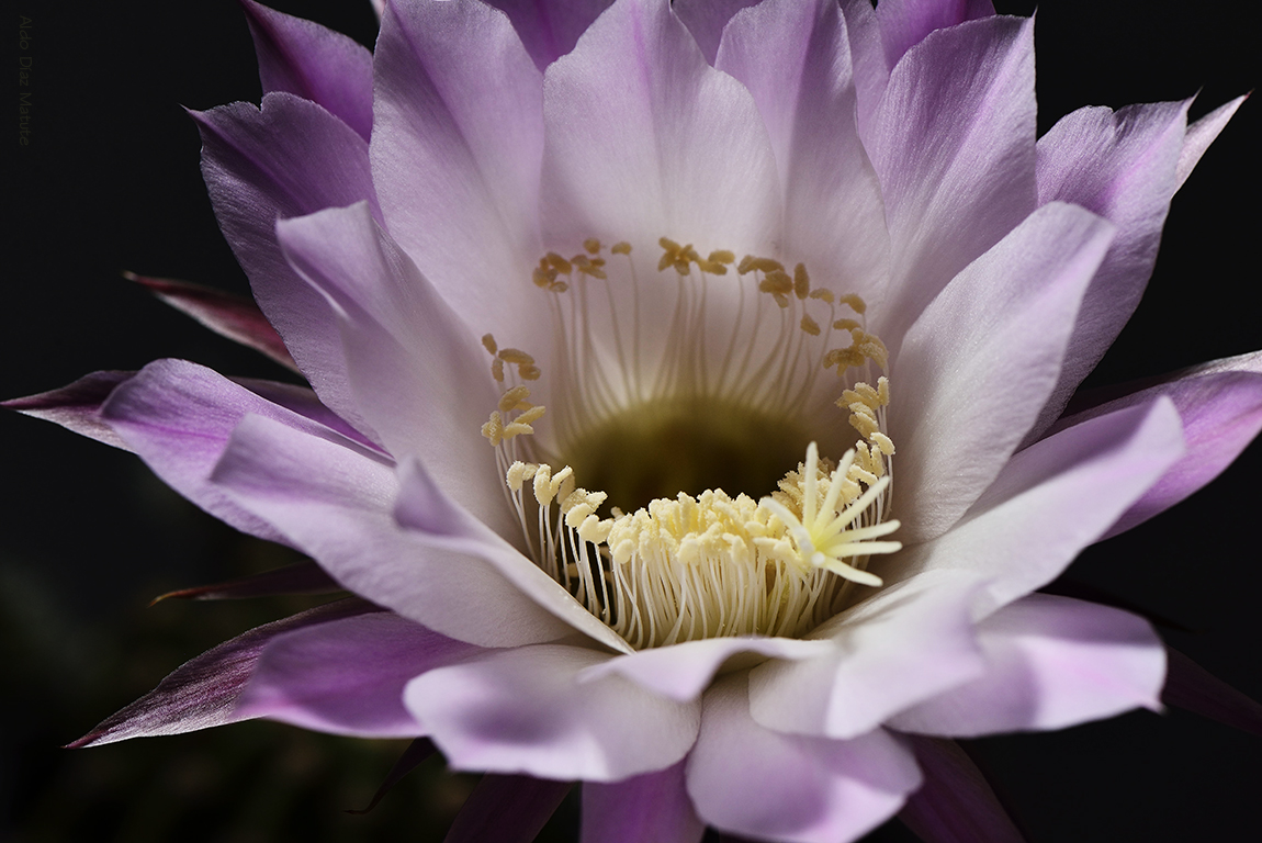 Echinopsis oxygona