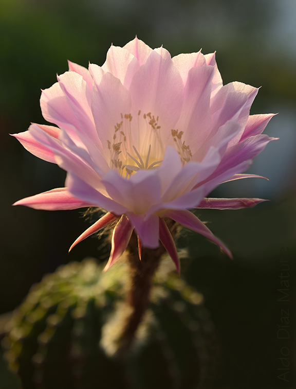 Echinopsis Oxygona 