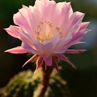 Echinopsis Oxygona 