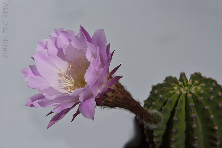 Echinopsis Oxygona