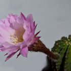 Echinopsis Oxygona