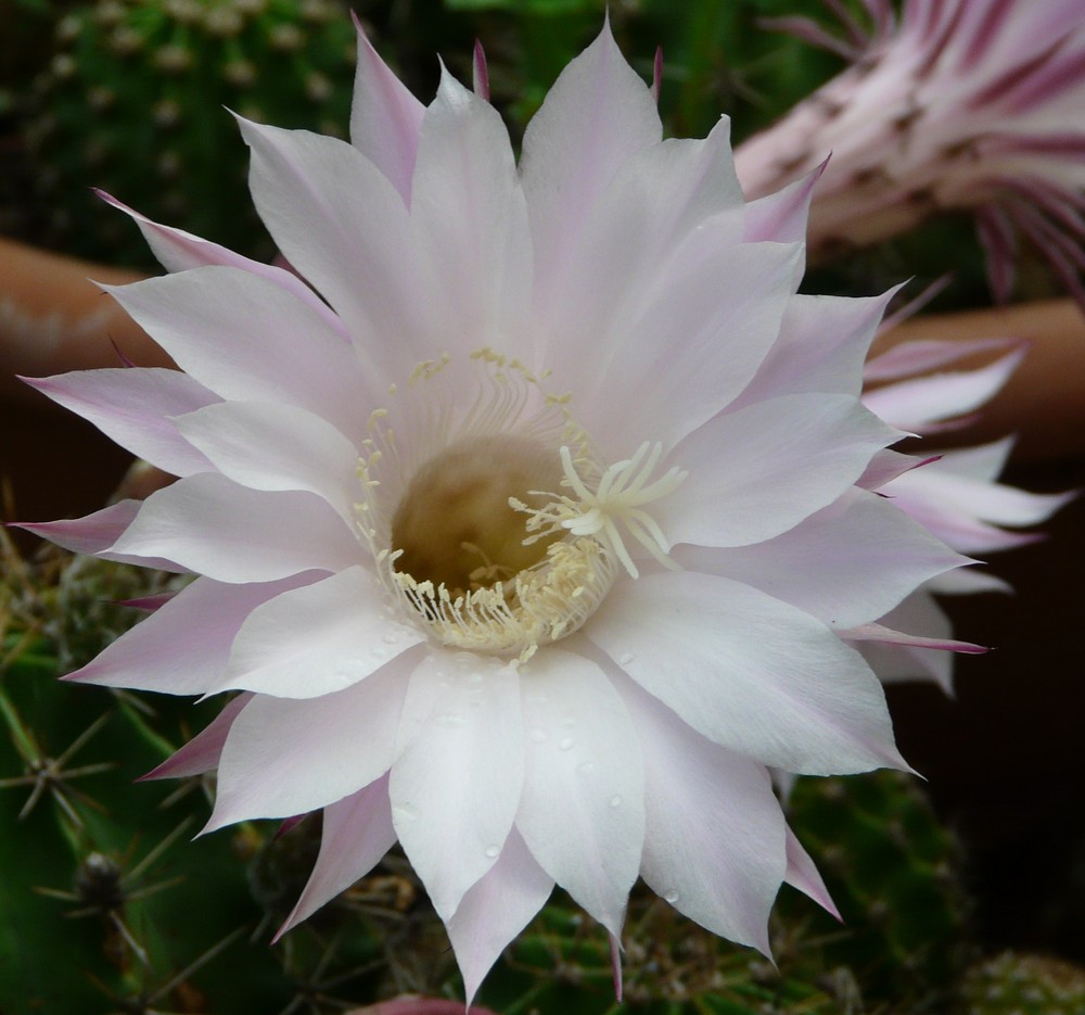 Echinopsis oxygona