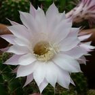 Echinopsis oxygona