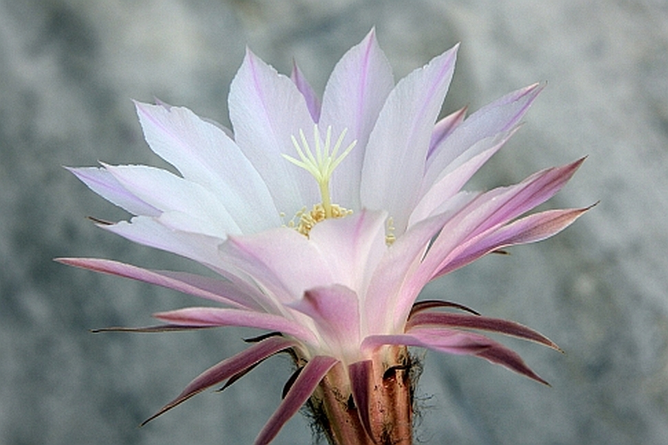 Echinopsis oxygona