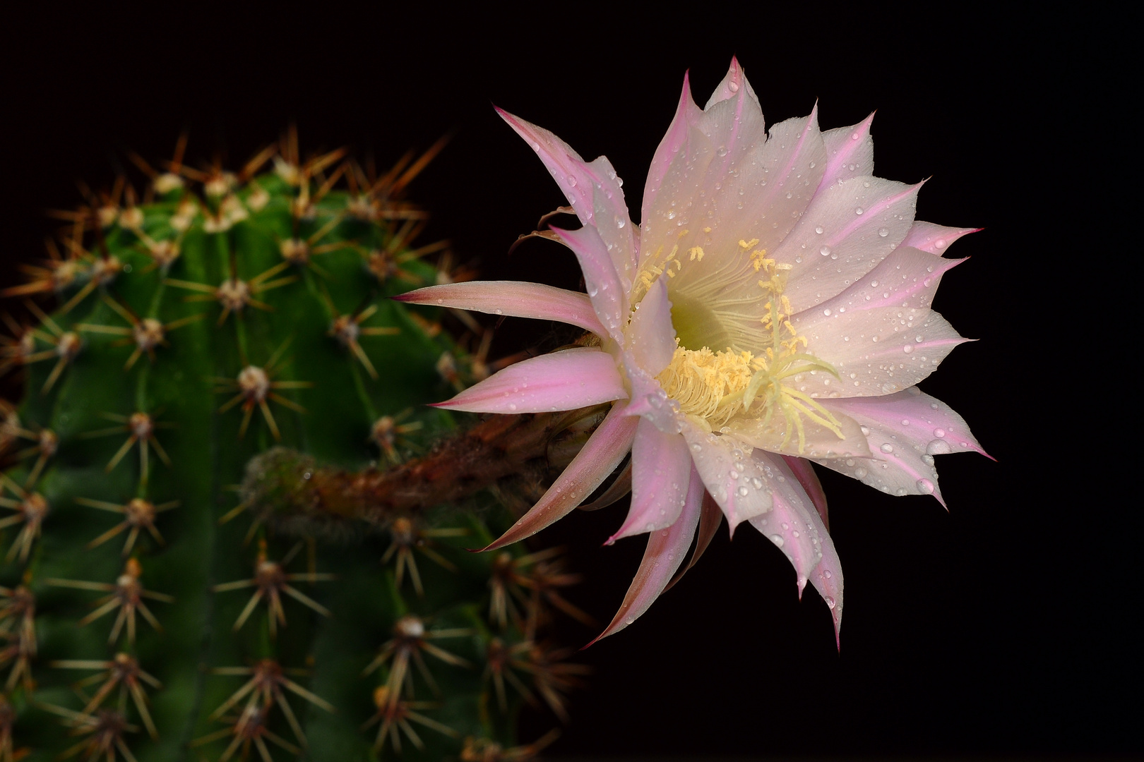 Echinopsis Oxygona blüht und duftet