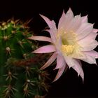 Echinopsis Oxygona blüht und duftet