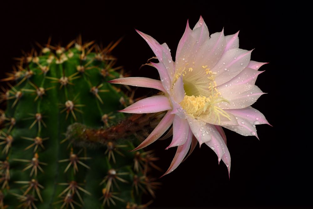 Echinopsis Oxygona blüht und duftet