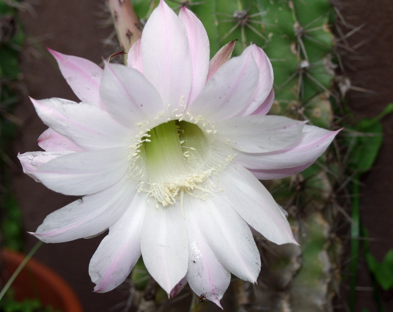 Echinopsis oxygona, Igelsäulenkaktus