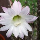 Echinopsis oxygona, Igelsäulenkaktus