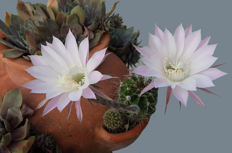 Echinopsis oxygona . Nachbars ganzer Stolz!