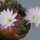 Echinopsis oxygona . Nachbars ganzer Stolz!