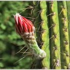 Echinopsis pasacana