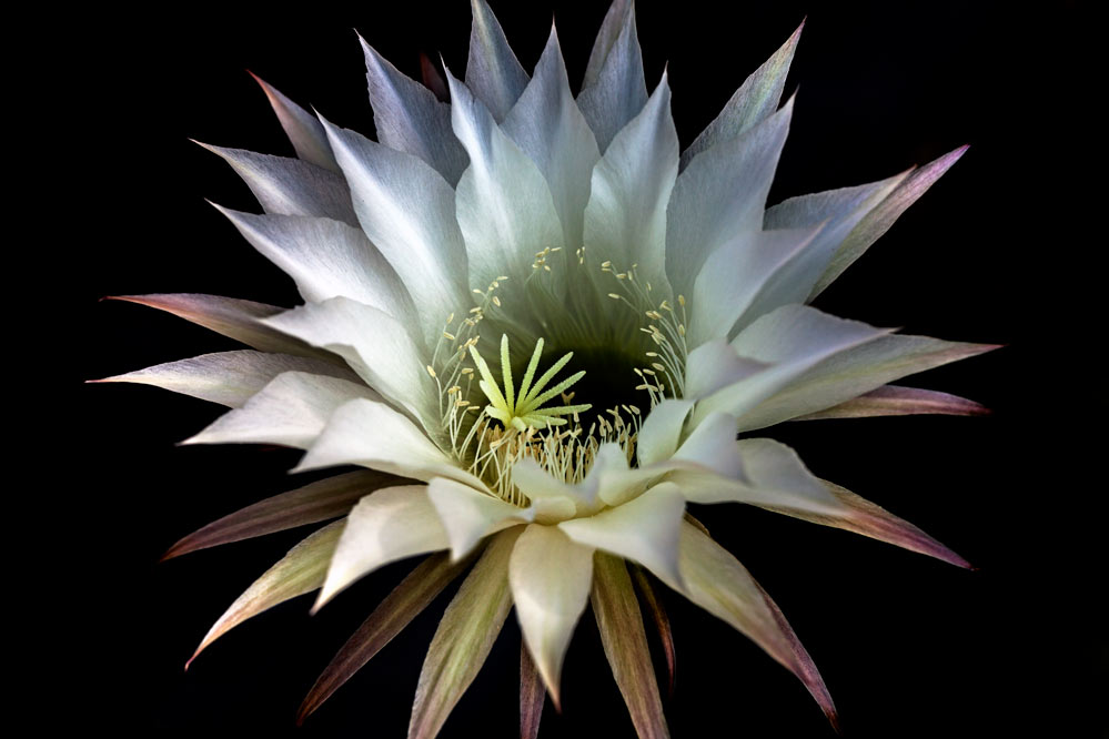 Echinopsis spachiana